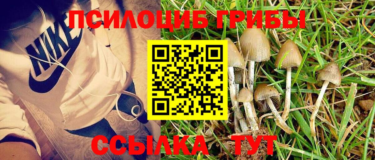 Псилоцибиновые грибы Cubensis Советская Гавань
